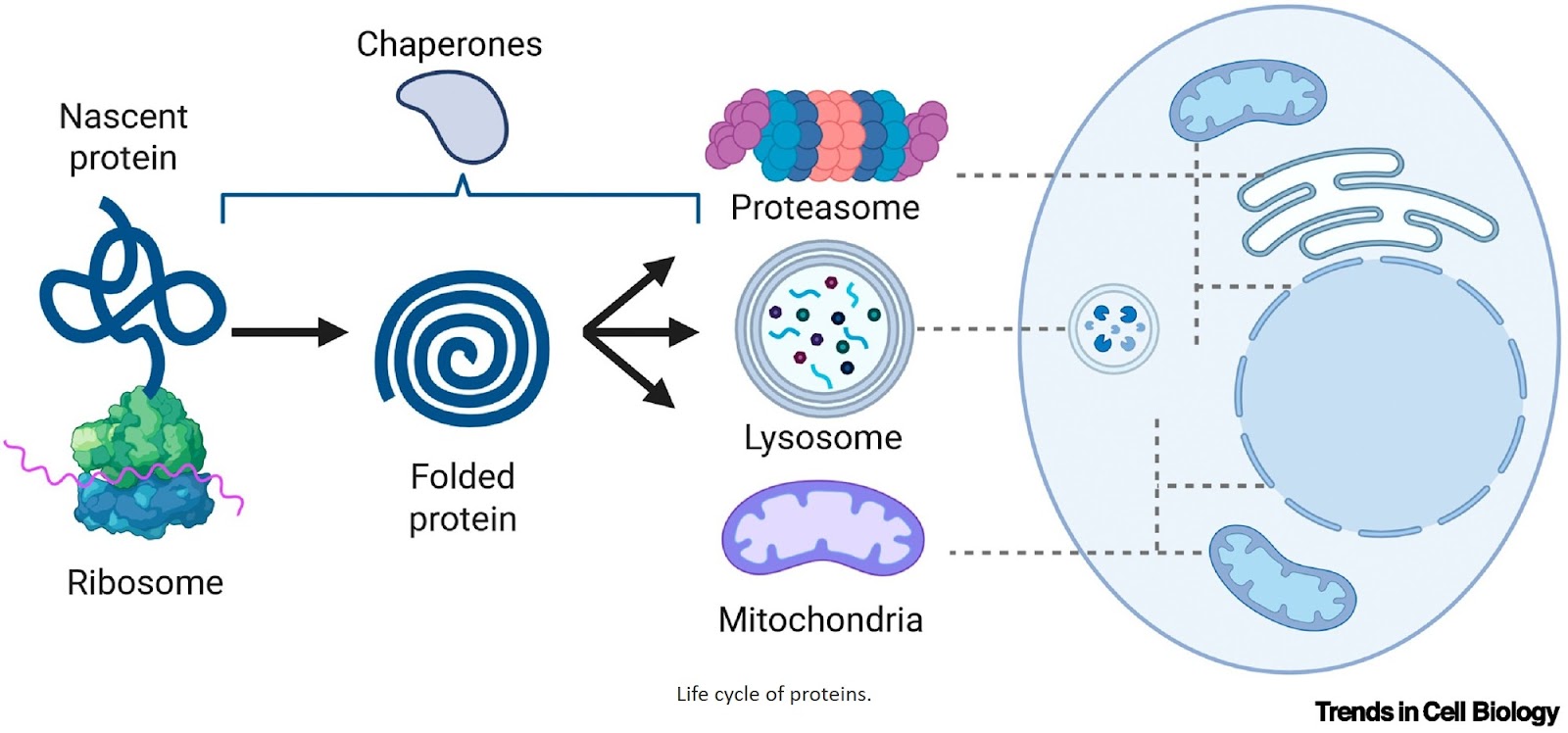 Lessons in longevity from blood stem cells under protein stress