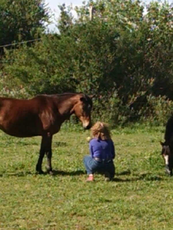 En comunicación con los caballos