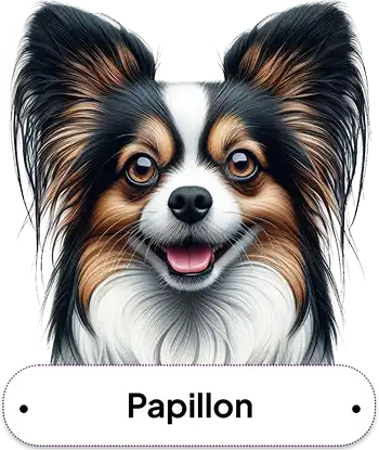 Papillon