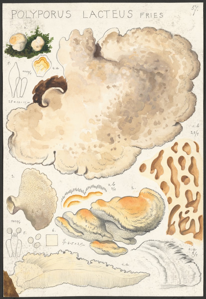 Polyporus lacteus Fries 1915 1945