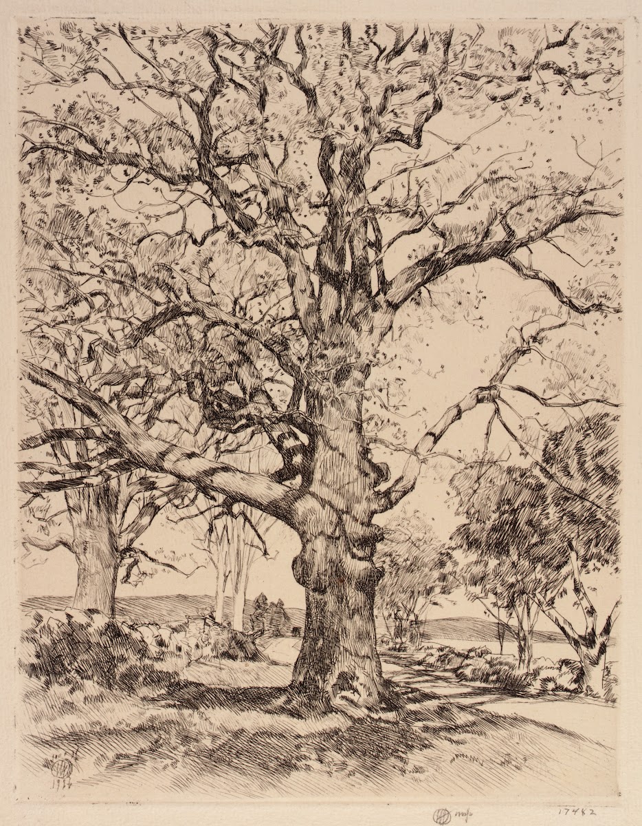 Wayside Inn Oaks in Spring 1926