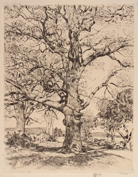 Wayside Inn Oaks in Spring 1926