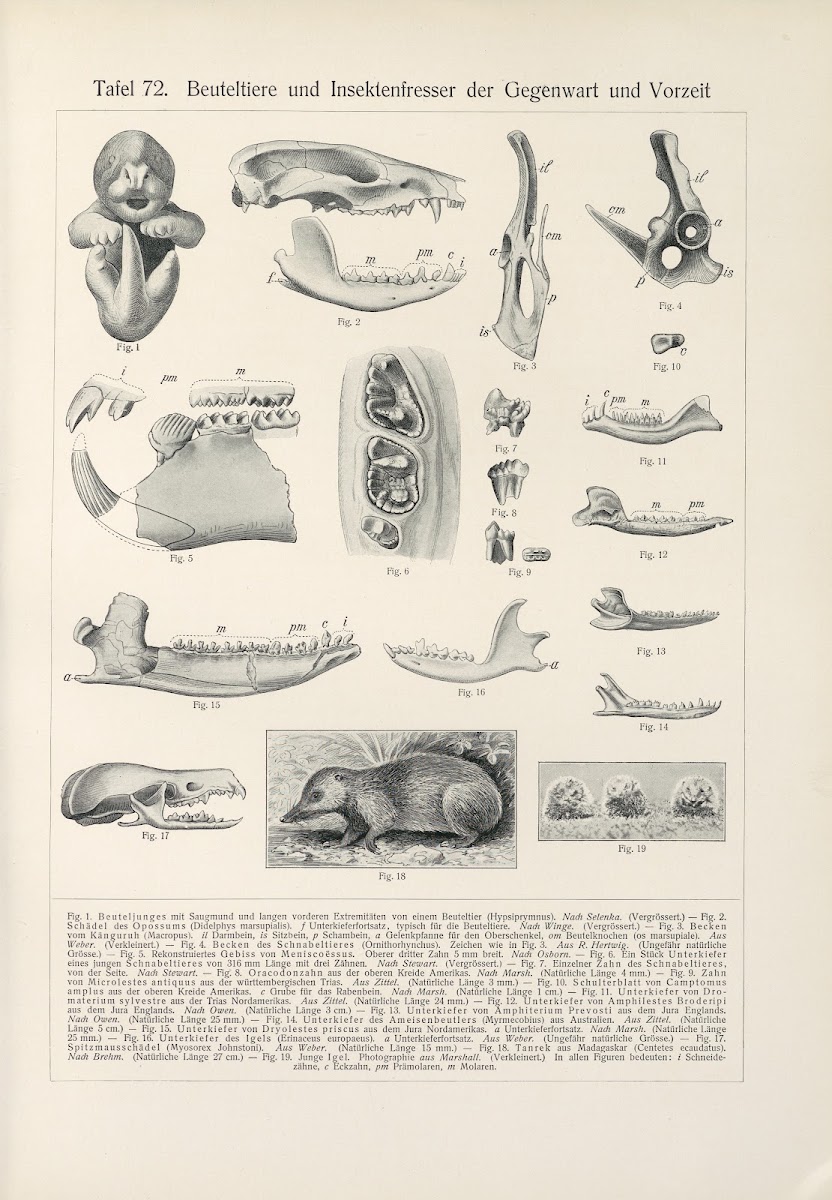 Beuteltiere und Insektenfresser der Gegenwart und Vorzeit 1909