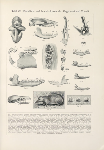 Beuteltiere und Insektenfresser der Gegenwart und Vorzeit 1909