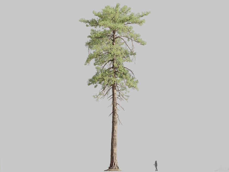 Maxtree - Plant Models Vol.126