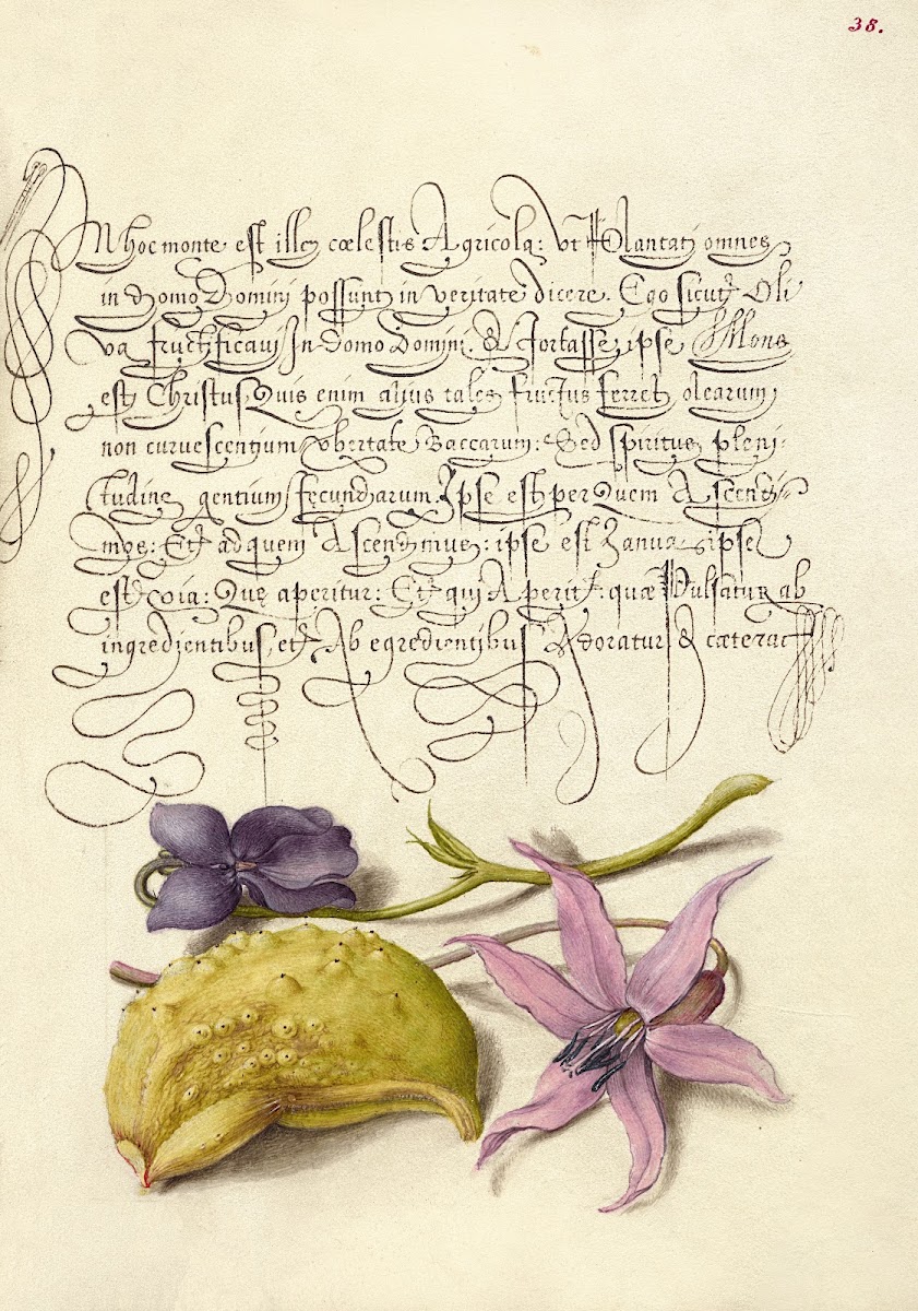 Sweet Violet Gourd and Dog Tooth Violet 15611596