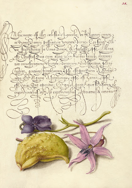 Sweet Violet Gourd and Dog Tooth Violet 15611596