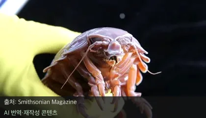 심해 거대 등각류 - 먹이 없이 수년 생존? 심해 거대 등안류의 비밀