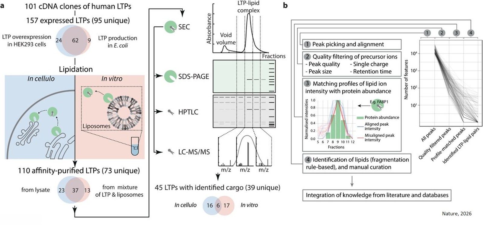 Specialized transporters relay lipids to cellular targets