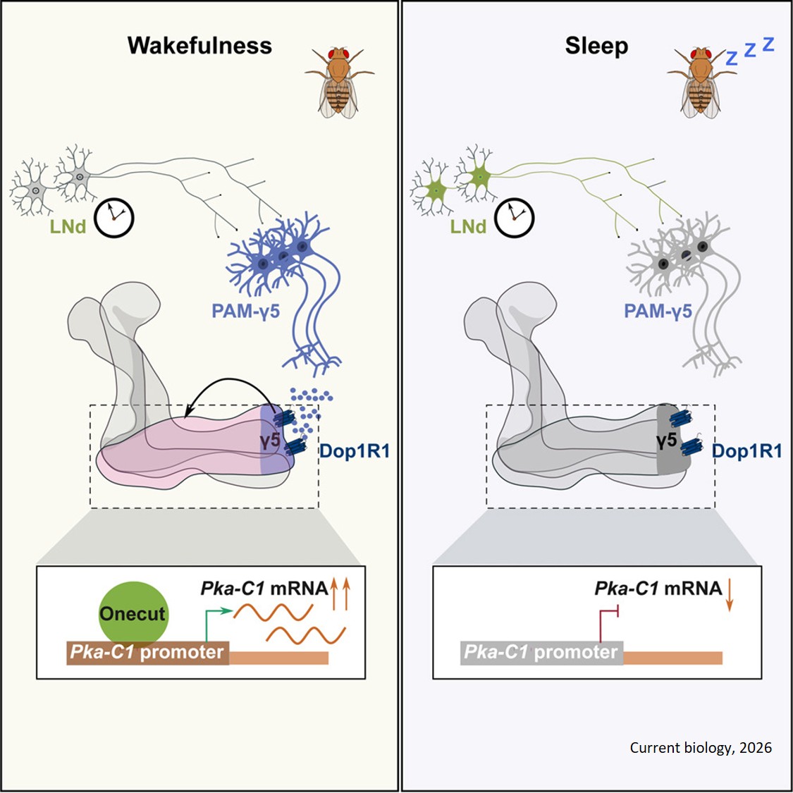 Circadian control of dopaminergic signaling to the mushroom body regulates sleep through rhythmic Pka-C1 transcription in Drosophila