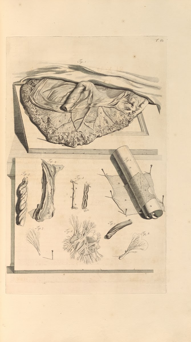Anatomia humani corporis Pl062 1685
