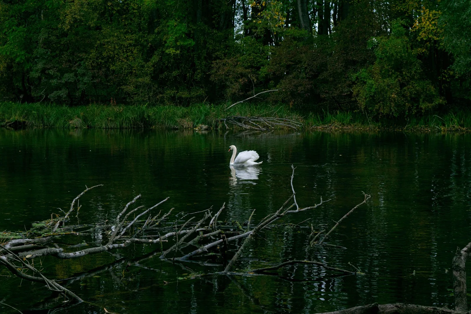 White Swan Swimming in Forest Pond - Nature Photography 5K Wallpaper (6000x4000)