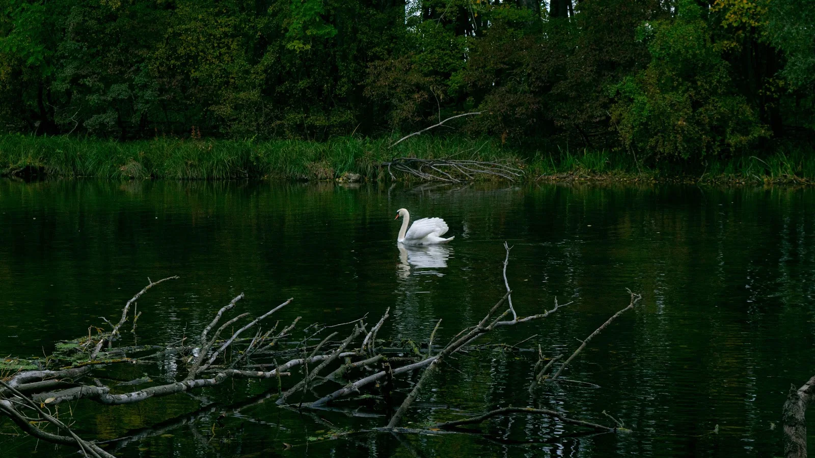 White Swan Swimming in Forest Pond 5K Desktop Wallpaper
