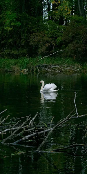 White Swan Swimming in Forest Pond 5K Wallpaper Background