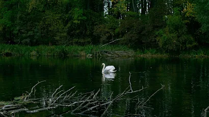 White Swan Swimming in Forest Pond 5K Desktop & Mobile Wallpaper Background
