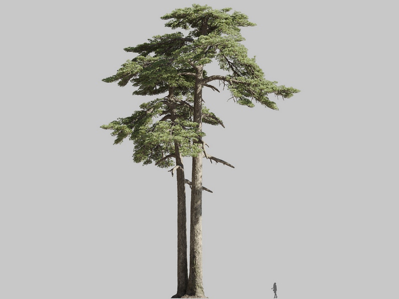 Maxtree - Plant Models Vol.126