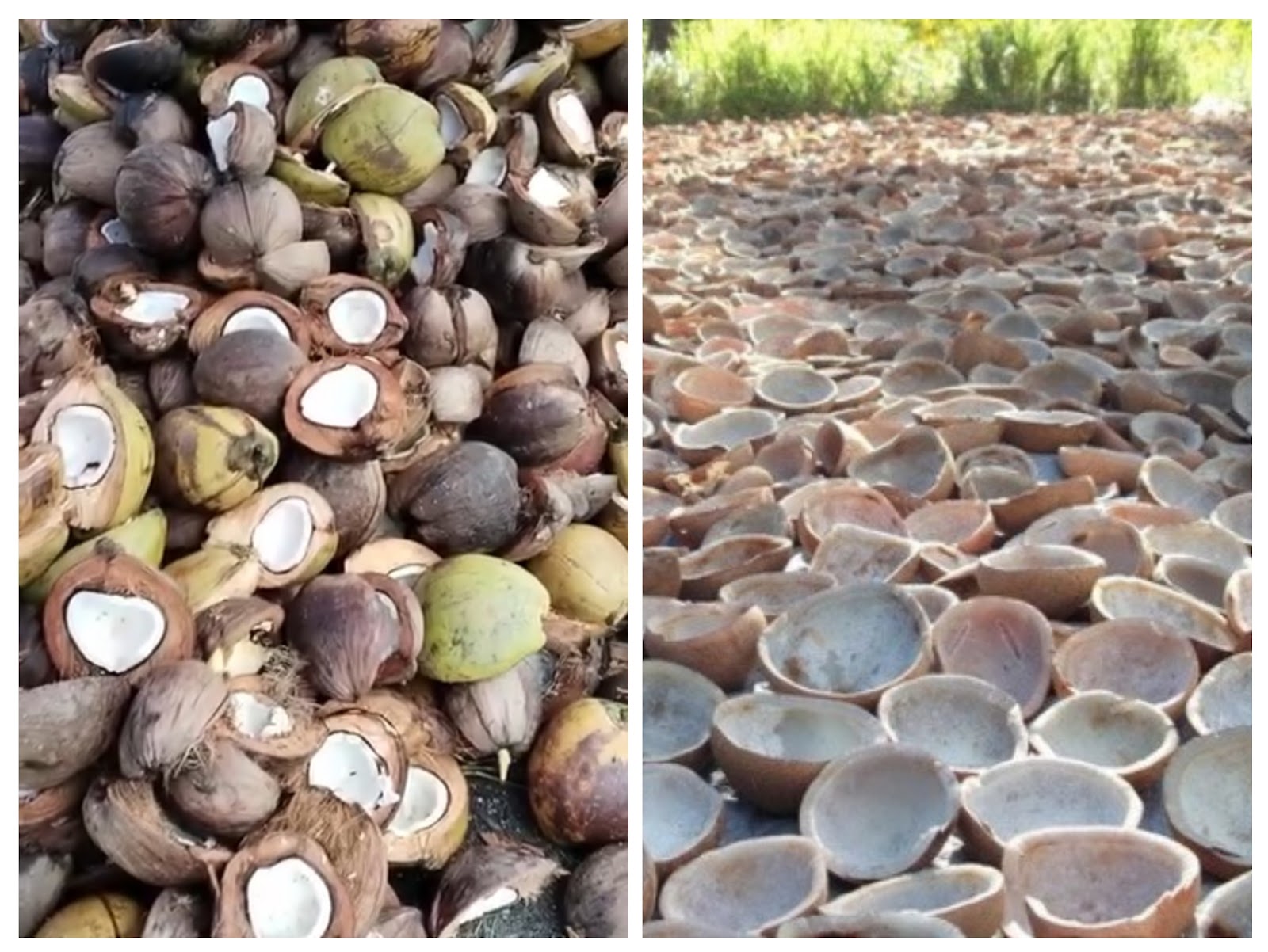 Coconut Products