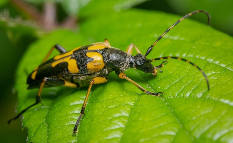 Longhorn Beetle