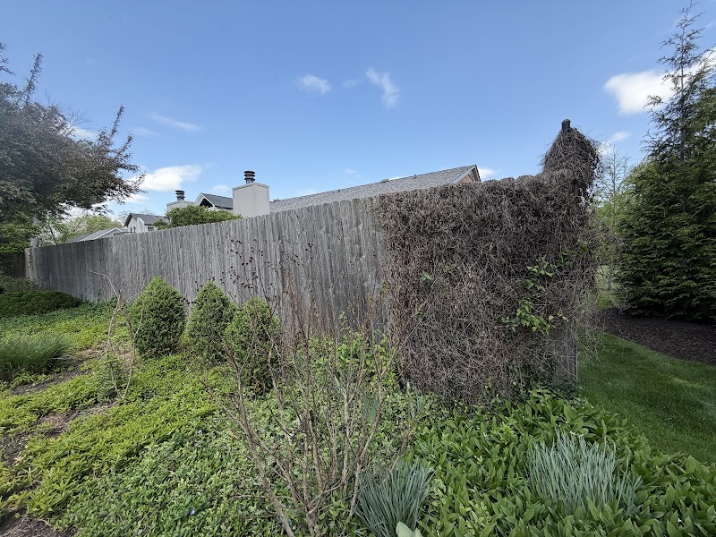 Roundtree HOA border fence before staining, weathered gray boards with dead vine growth across one section
