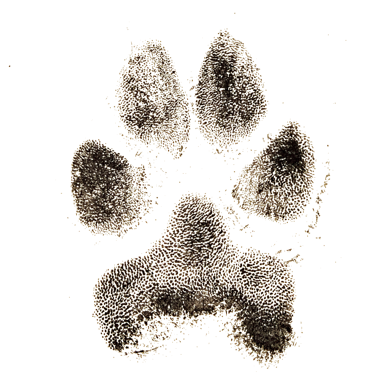 Ink Paw Print