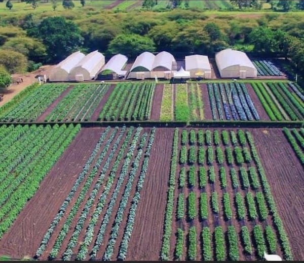 Organic and hydroponic farm