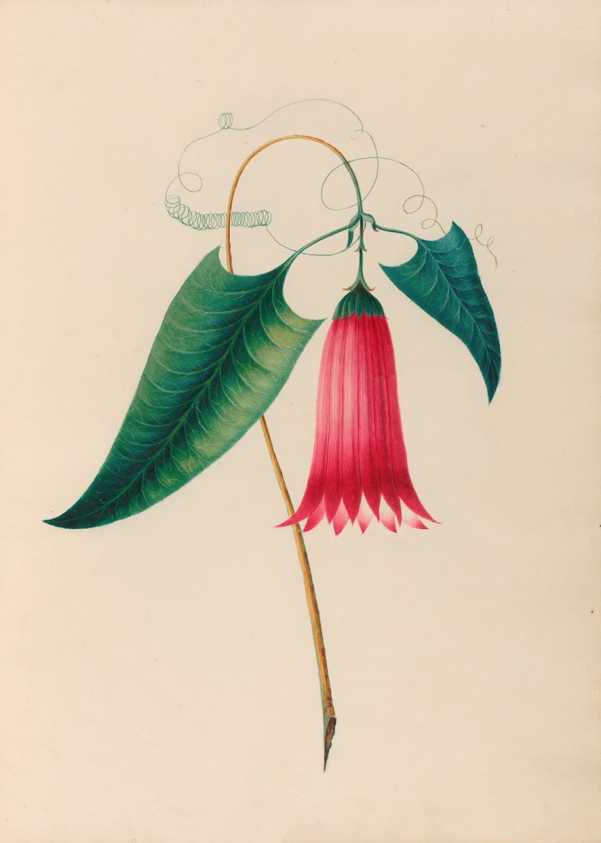 Drawings of tropical flowers and fruits from South America Pl12 1830