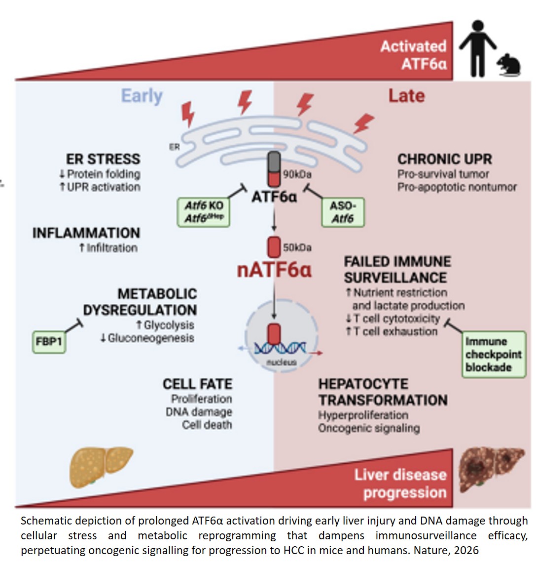 Chronic cellular stress promotes liver cancer but also enhances immunotherapy efficiency