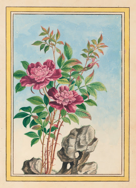 Plantes de Chine Pl001 1776
