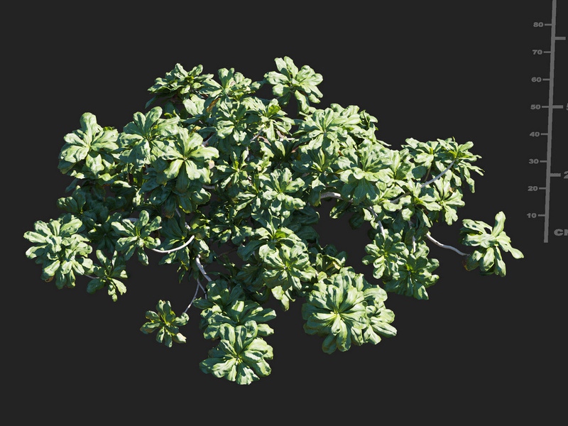 Maxtree - Plant Models Vol.112