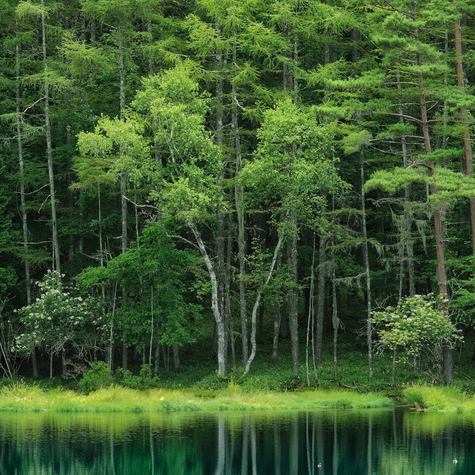 Download Calm Forest Reflected In Teal Water 2K iPhone