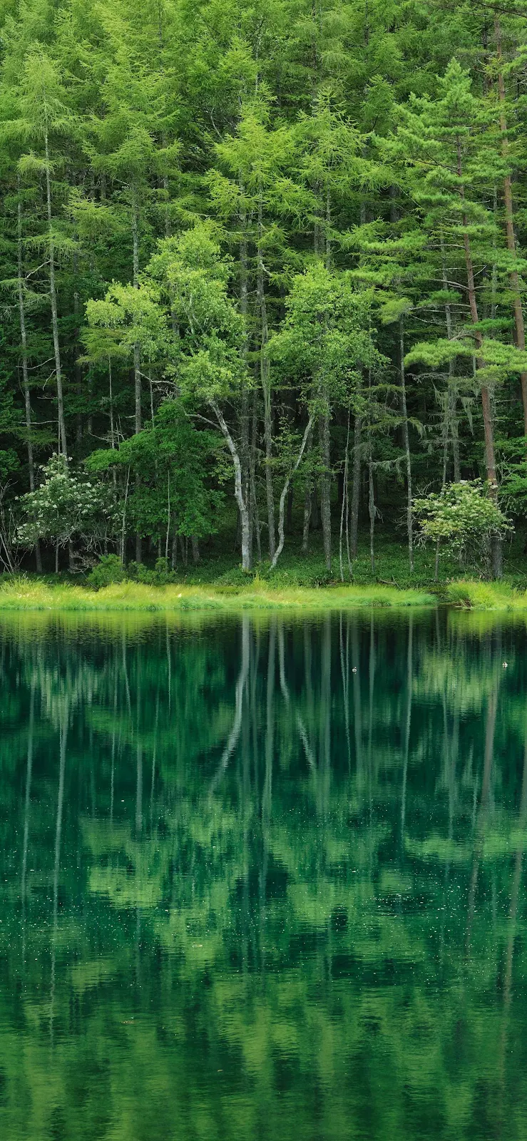 Calm Forest Reflected In Teal Water - Nature Photography 2K iPhone Wallpaper (1739x3767)