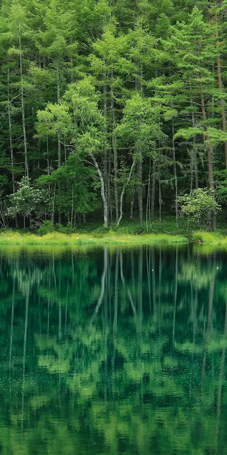 Calm Forest Reflected In Teal Water 2K iPhone Phone Wallpaper