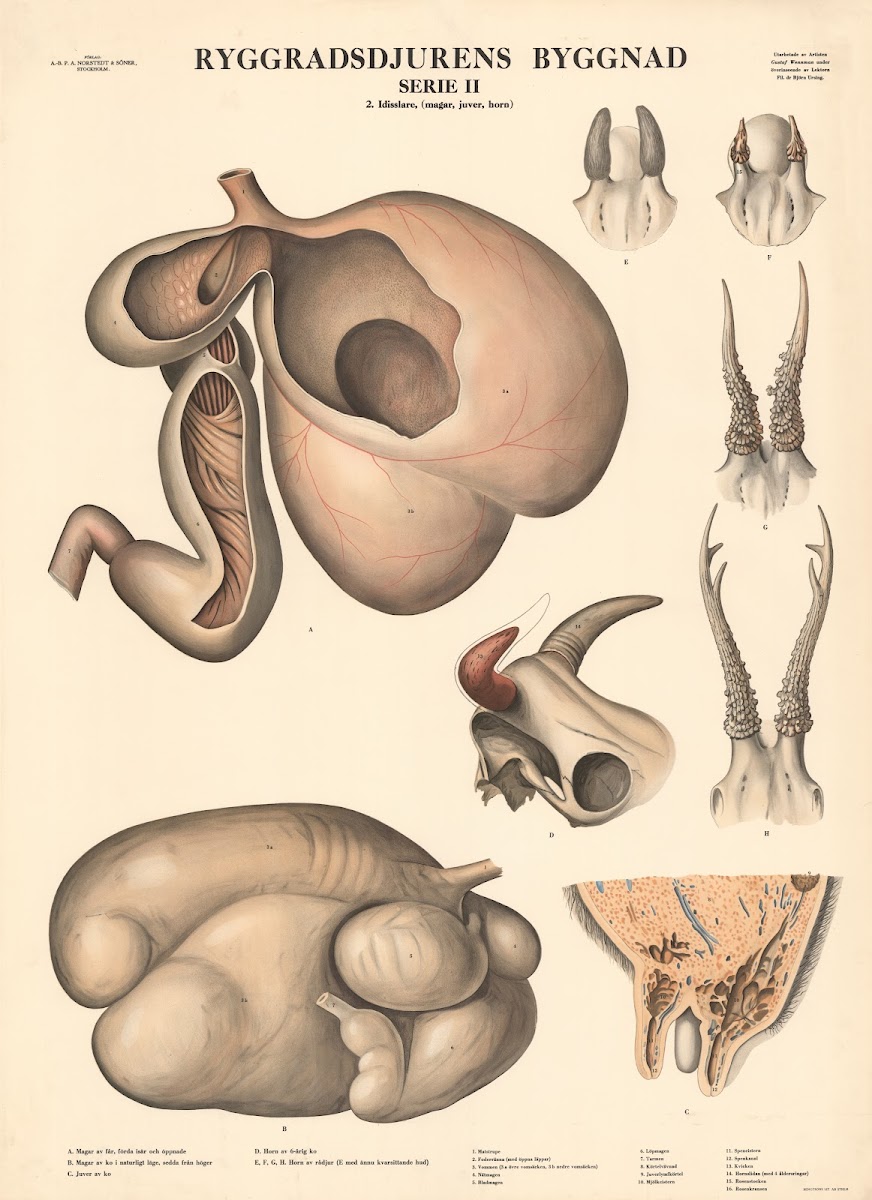 Ruminants stomach udder horns 1948