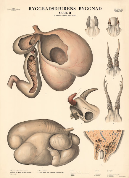 Ruminants stomach udder horns 1948