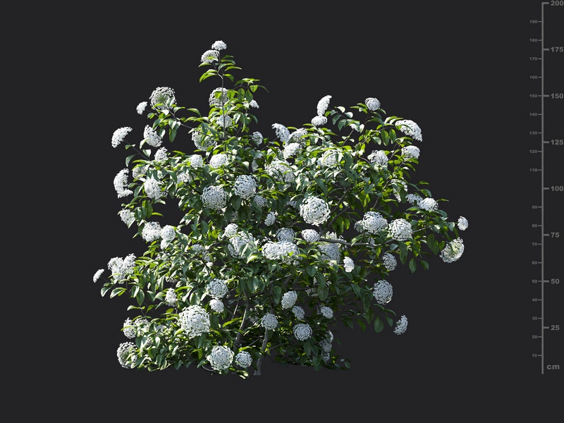 Maxtree - Plant Models Vol.115
