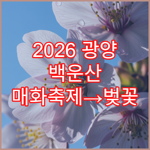 2026 광양 백운산 매화축제→벚꽃 2연전 섬진강 드라이브 최적 루트