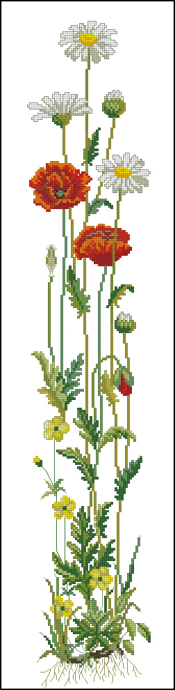 CMP ER12311 Poppy