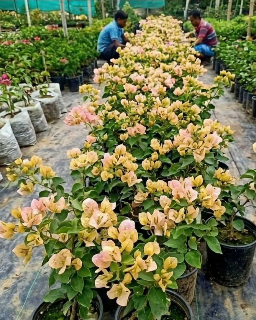 Imported Monalisa Black Bougainvillea Plant — view 6