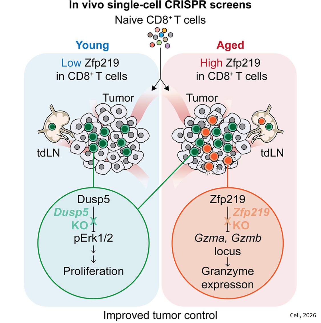 Restoring aging T cell function to fight cancer