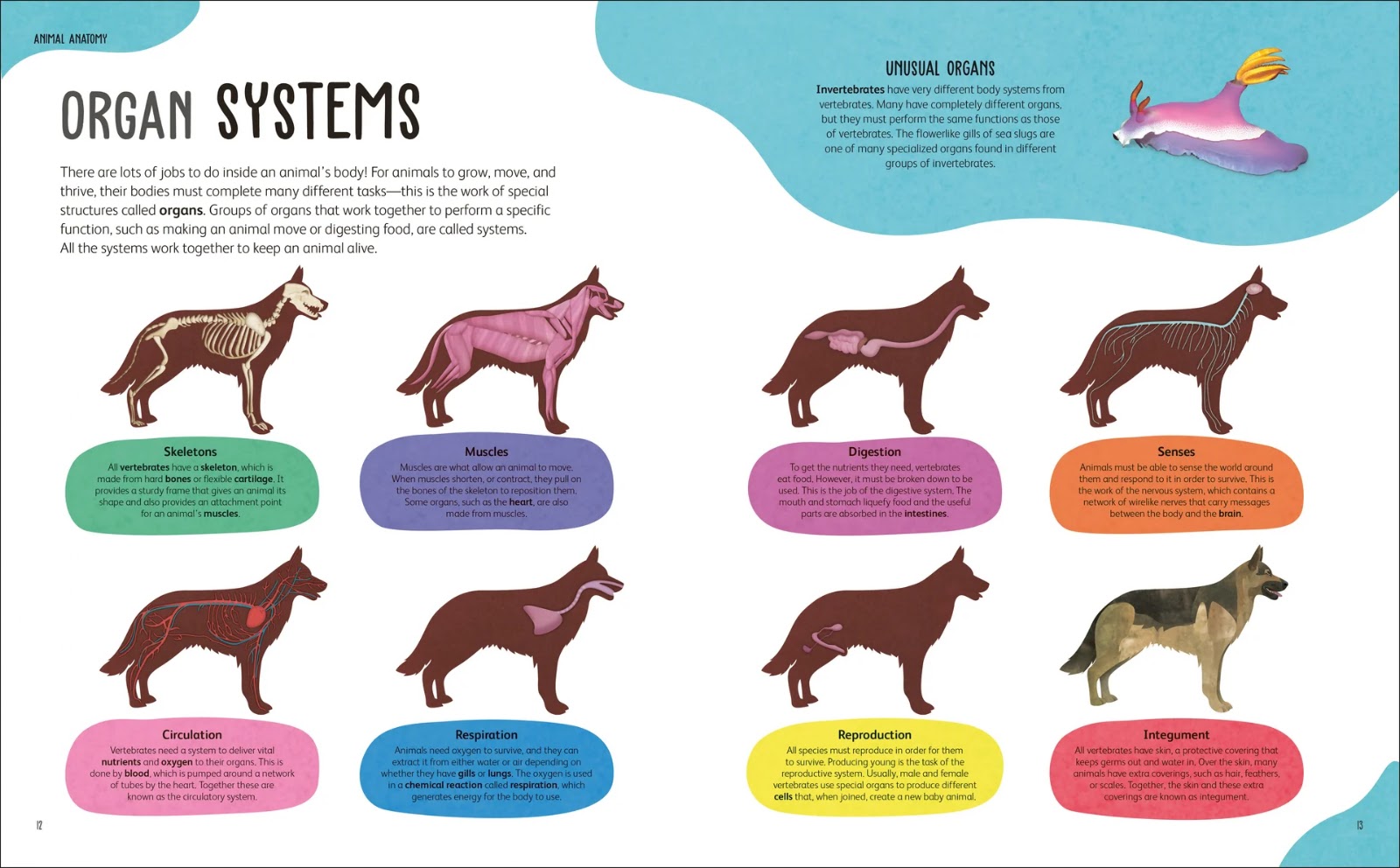 The Animal body — gambar 2