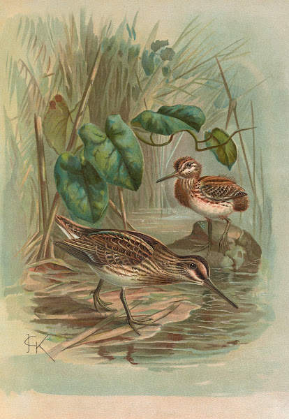 Gallinago gallinula
