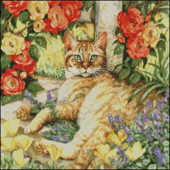 CMP 400640 Miss Tabby