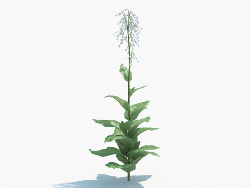 Maxtree - Plant Models Vol.3