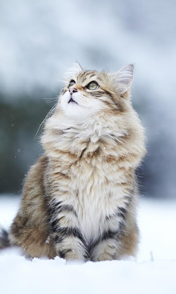 Winter Cat Picture
