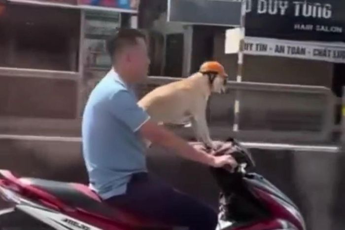 Người đầu trần lái xe chở chó đội mũ bảo hiểm - Tạp chí Tri thức