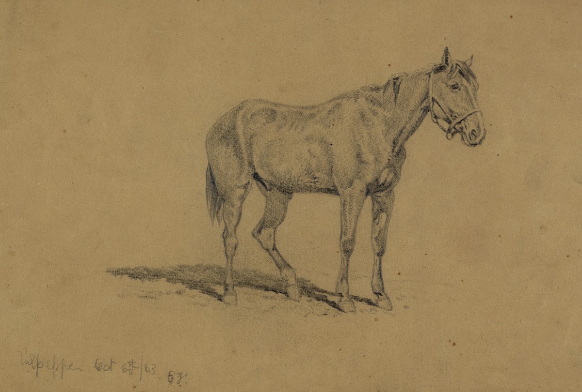 A cavalry horse 1863