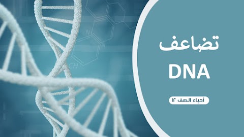 ملخص درس تضاعف DNA - أحياء الصف 12 الفصل 1