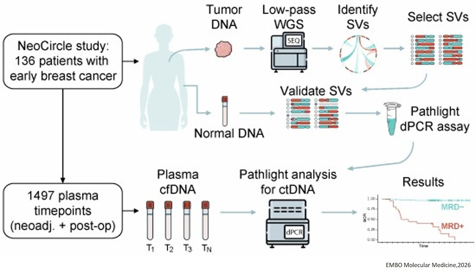 NeoCircle: pre- and post-operative circulating tumor  DNA dynamics predicts survival in neoadjuvant- treated early breast cancer