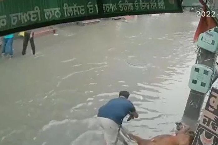 Người đàn ông lao vào cứu bò bị điện giật giữa đường ngập nước - Tạp chí Doanh Nghiệp Việt Nam