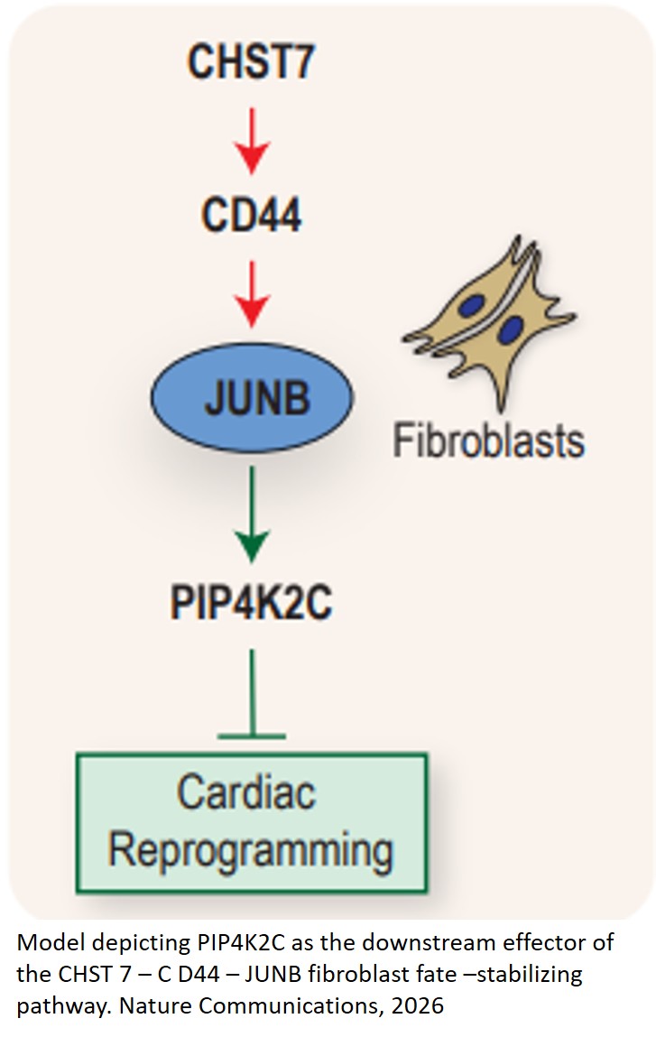 Breaking down barriers to cardiac regeneration